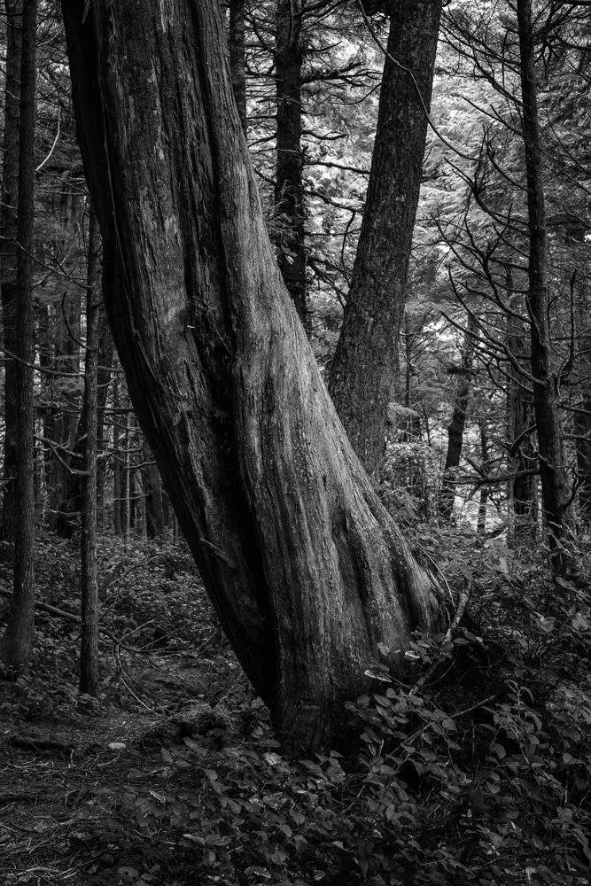 BREEZE CANADA BC STANISLAS LEDOUX 2026 PHOTOGRAPHIE NOIR ET BLANC