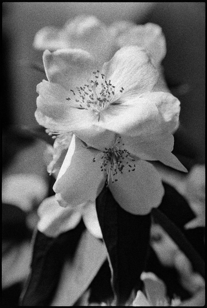 Une fleur en noir et blanc avec plusieurs pétales et des étamines au centre, accompagnée de feuilles foncées. Bordeaux