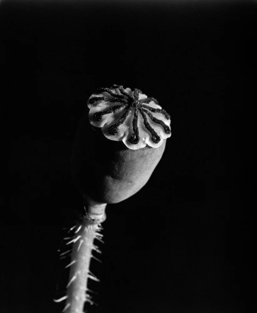 Une fleur en noir et blanc avec un centre décoré de lignes en spirale, une tige épineuse. Bordeaux