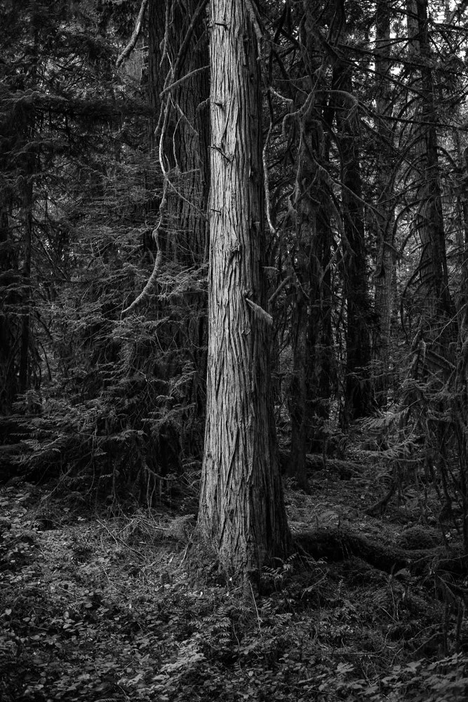 BREEZE CANADA BC STANISLAS LEDOUX 2026 PHOTOGRAPHIE NOIR ET BLANC