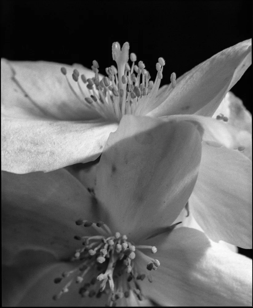 Fleurs en gros plan en noir et blanc. Bordeaux