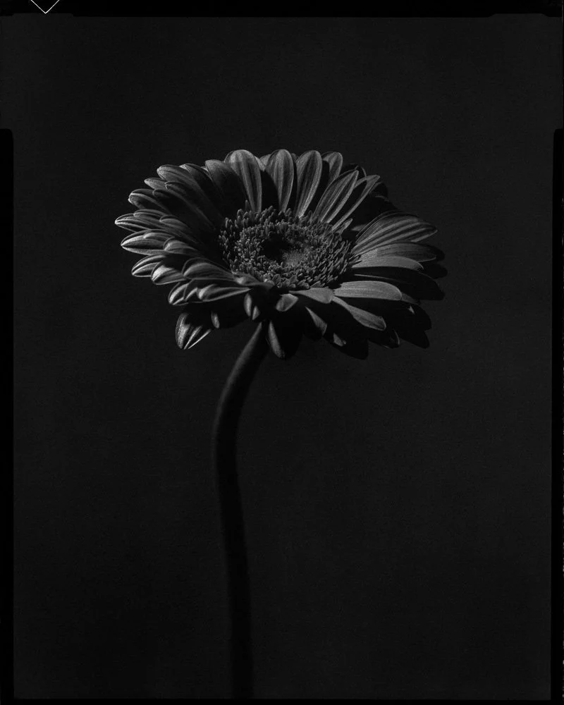 Photographie-argentique-fleur-objet-Stanislas-Ledoux-photographe_01.jpg