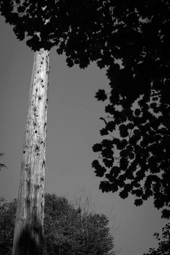 BREEZE CANADA BC STANISLAS LEDOUX 2026 PHOTOGRAPHIE NOIR ET BLANC