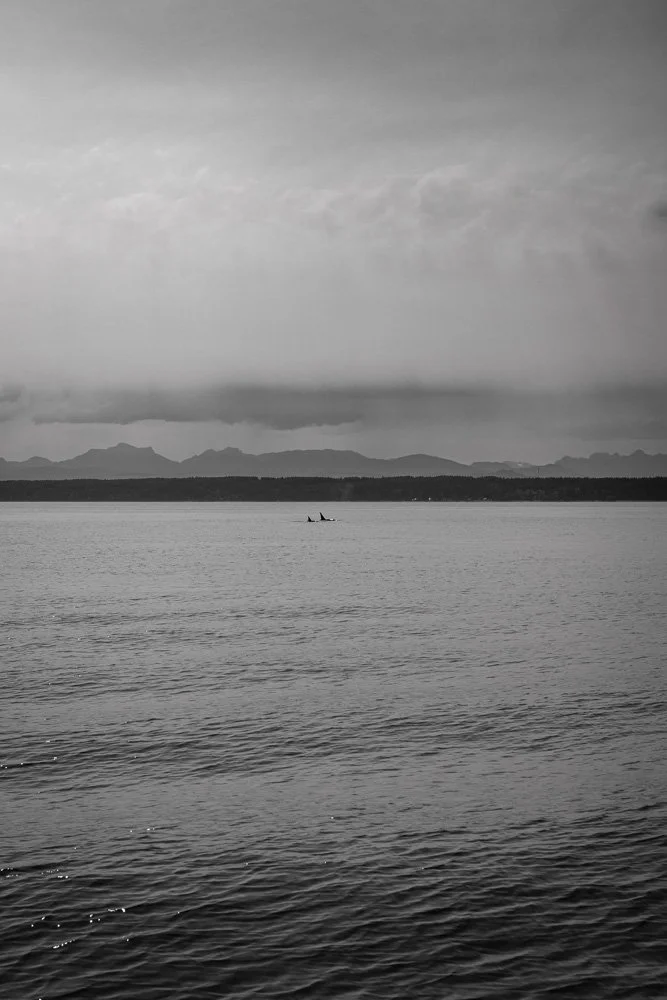 BREEZE CANADA BC STANISLAS LEDOUX 2026 PHOTOGRAPHIE NOIR ET BLANC