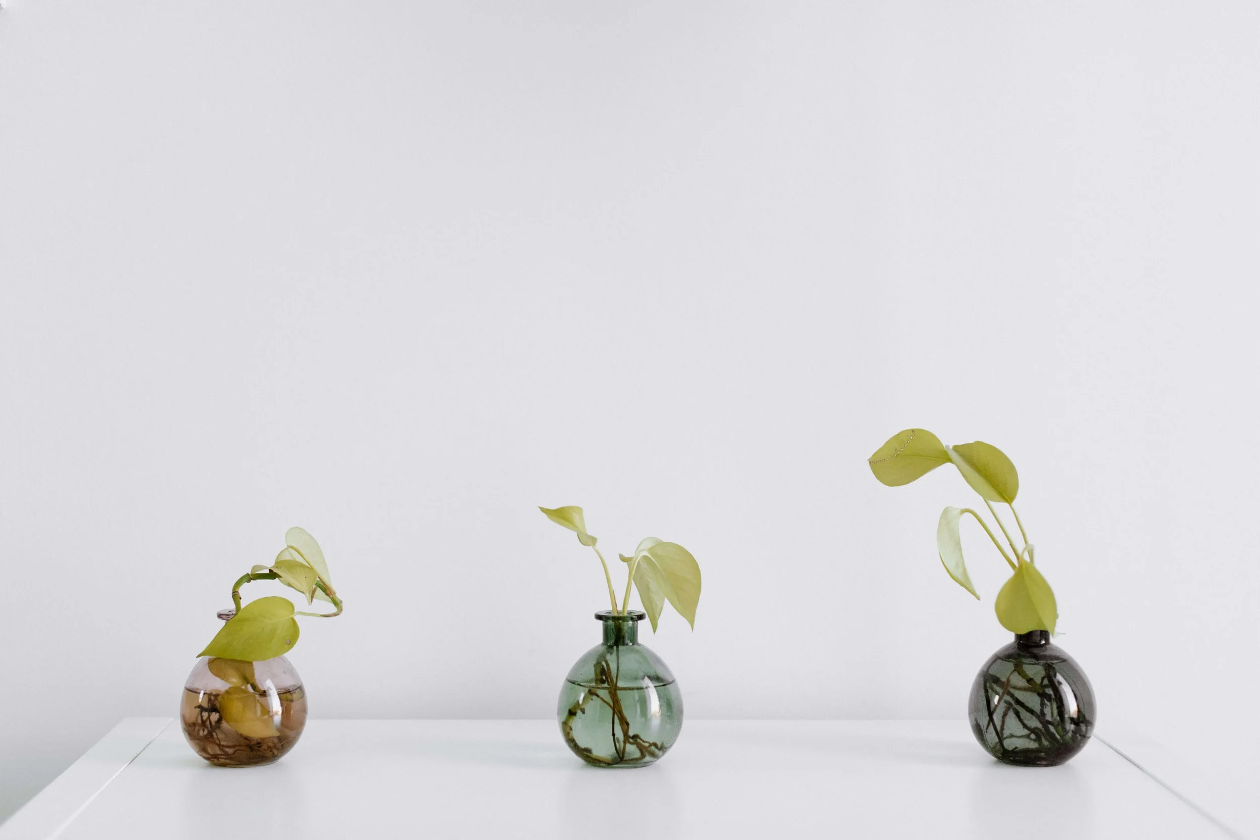 accents in a colorado acupuncture studio