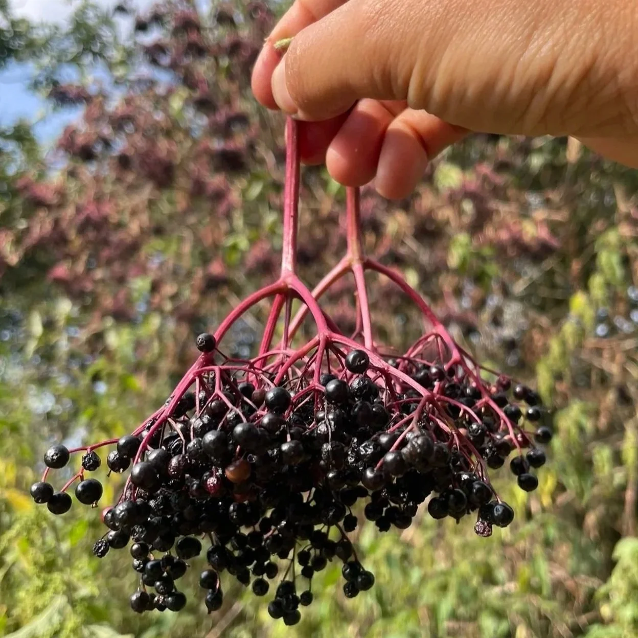 Elderberry syrup