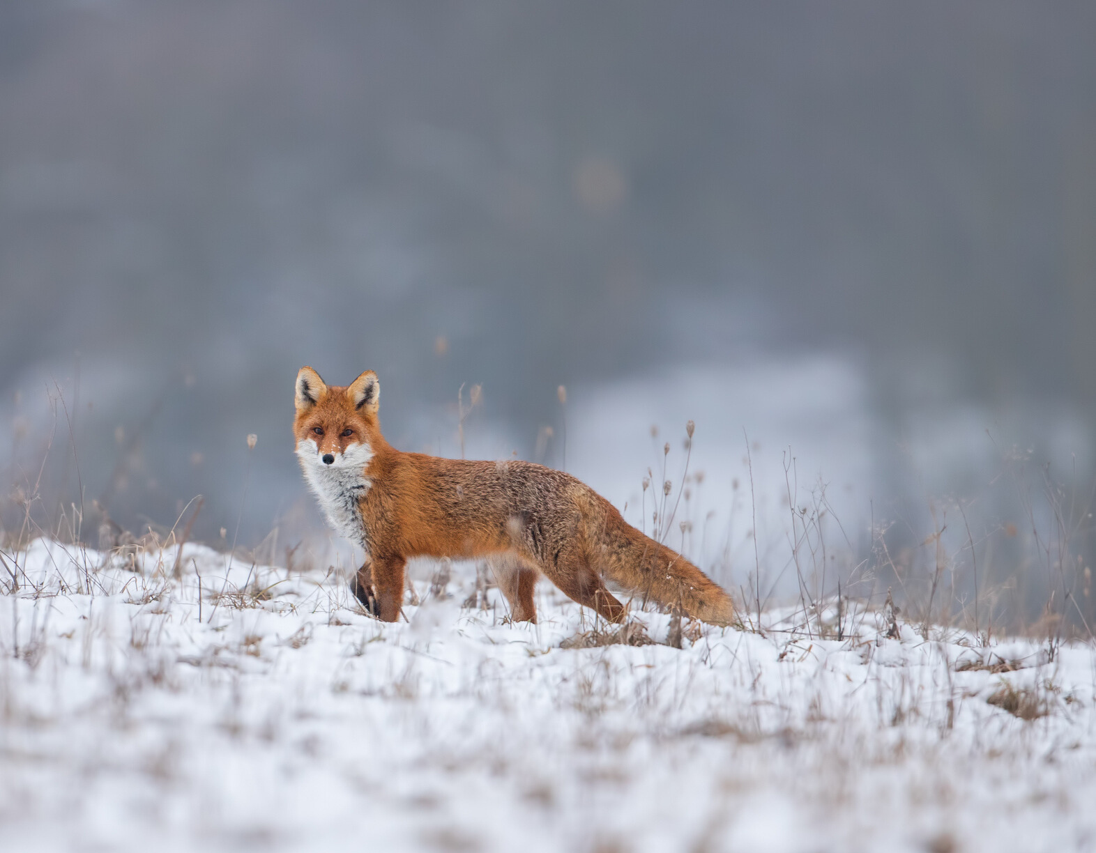 Kick off the New Year Safe from Tax Identity Theft