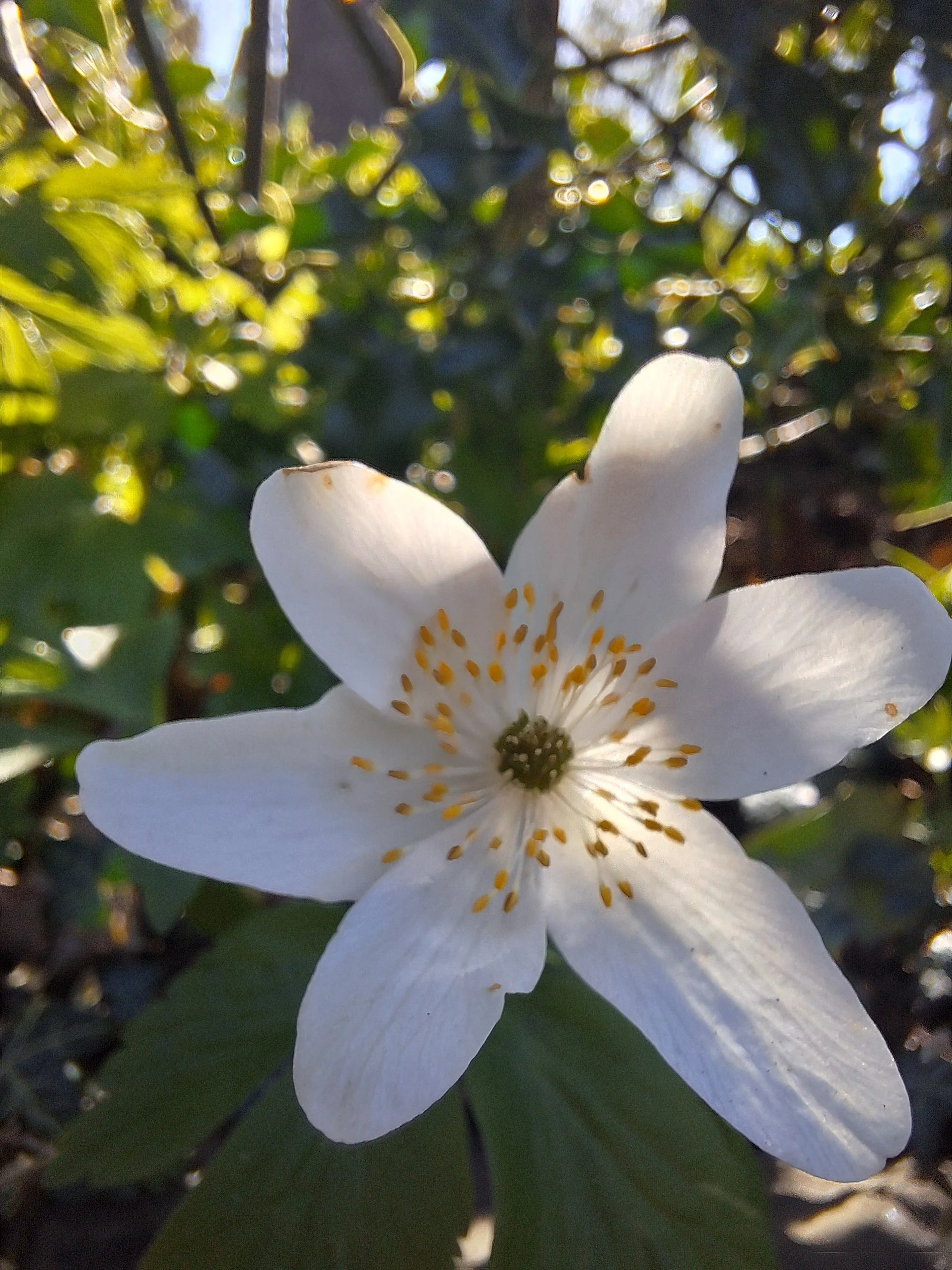 Spring Equinox Yoga and Forest Bathing