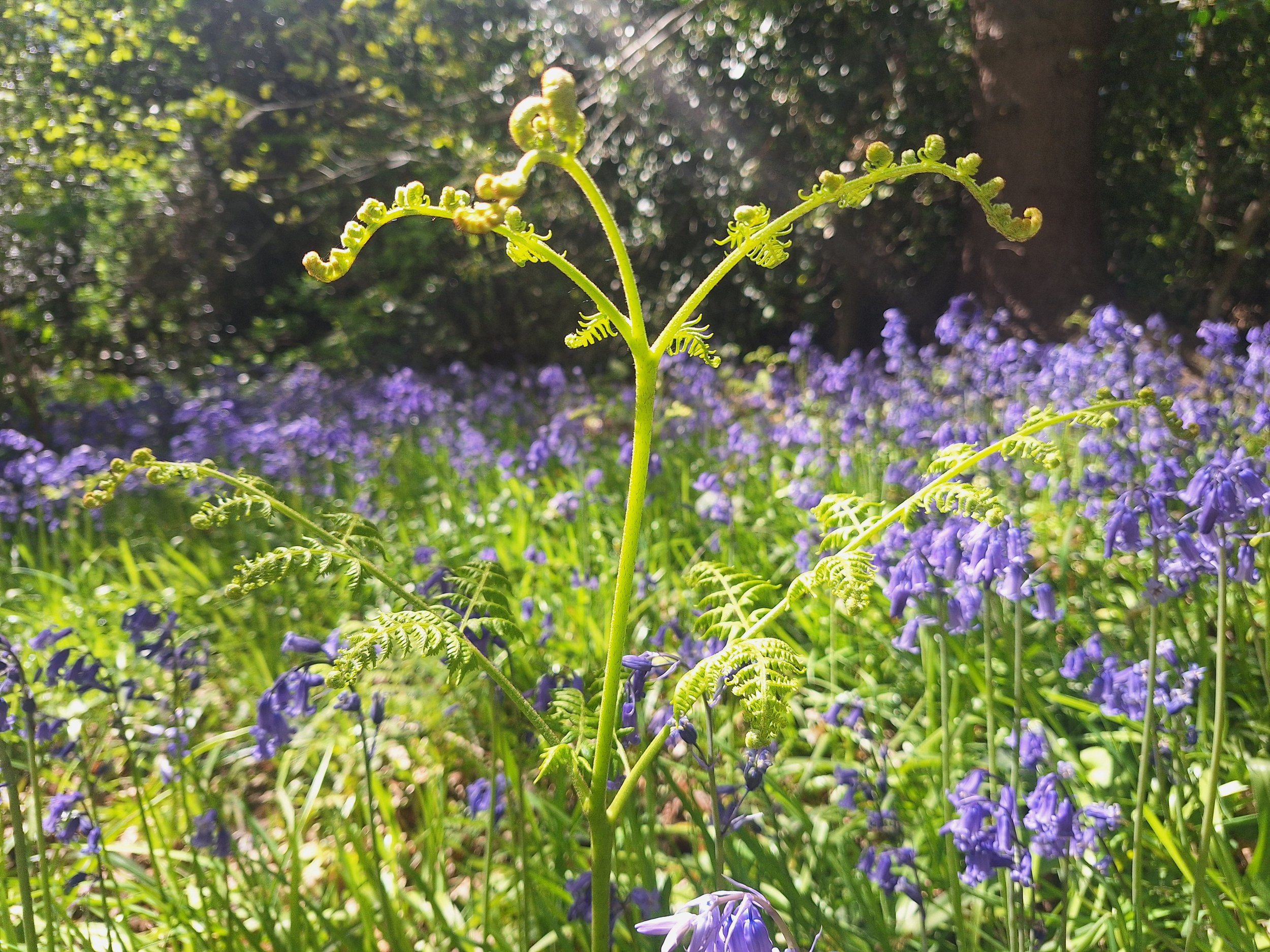 Forest bathing NESST fundraiser