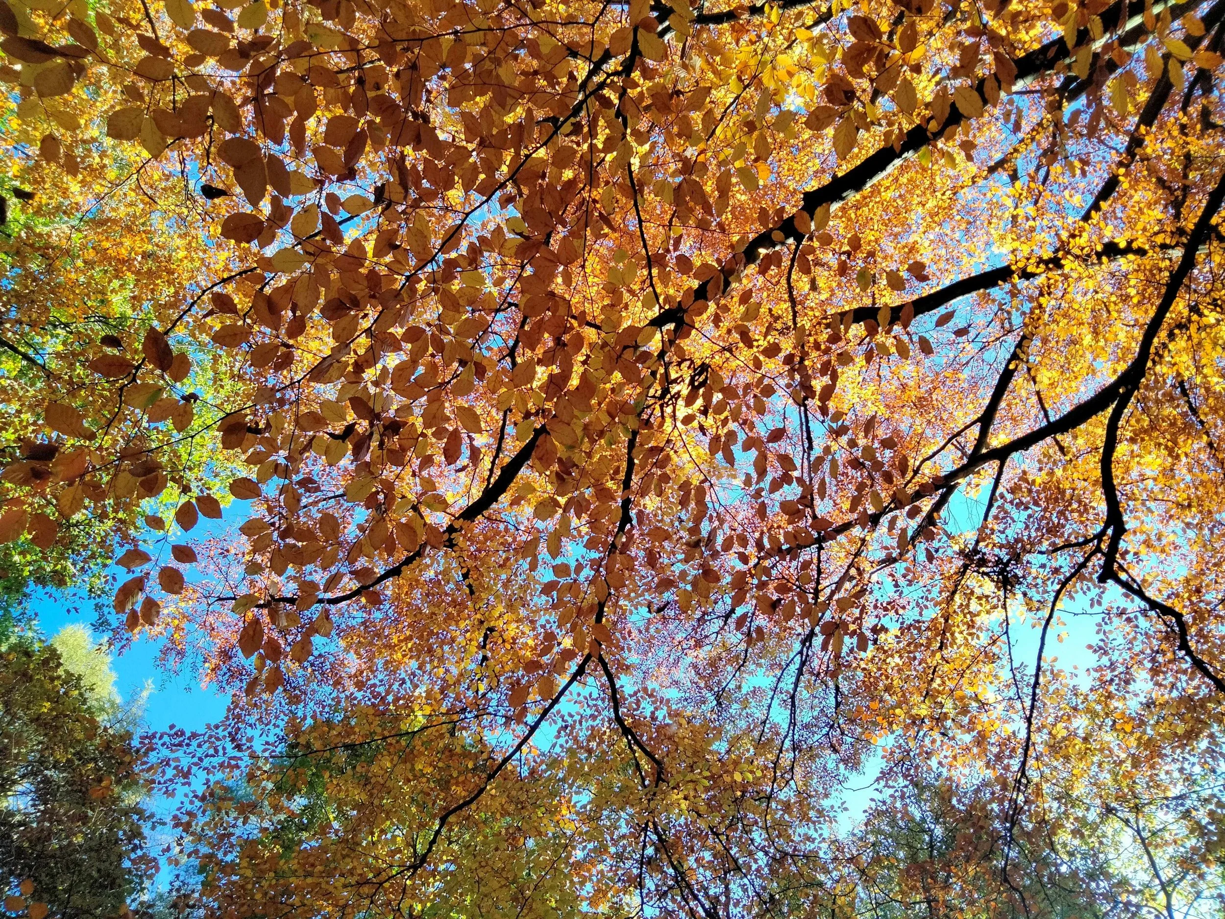 Nether Edge Festival Forest Bathing