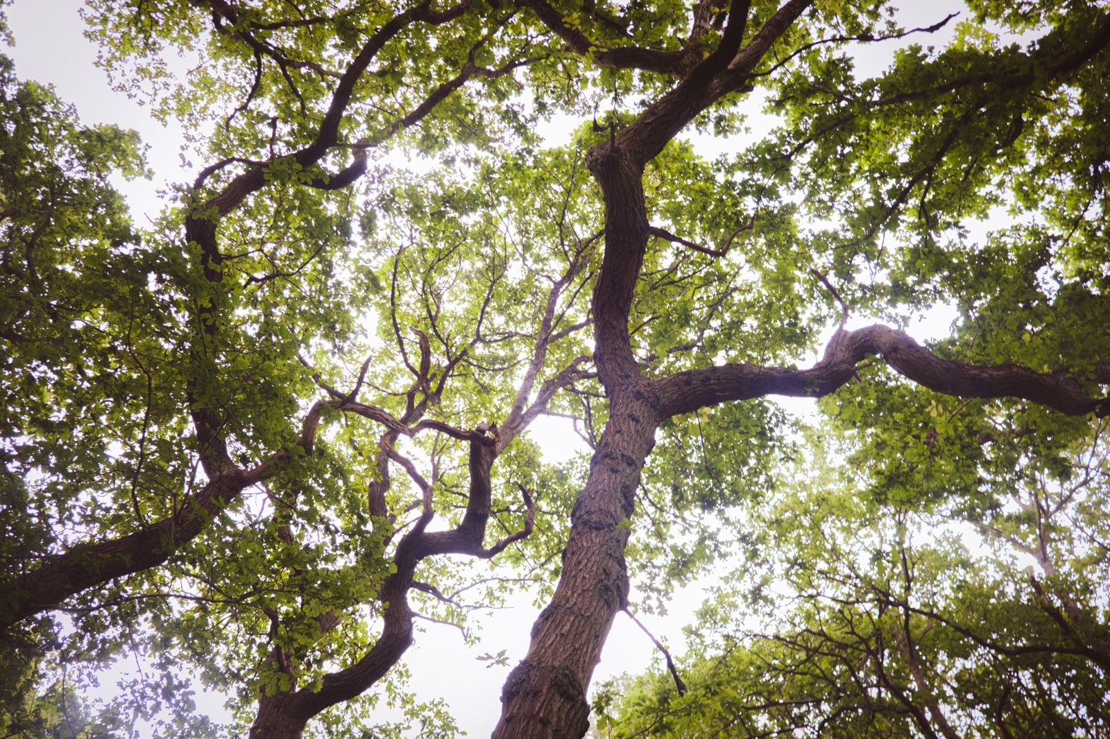 Parent and baby forest bathing