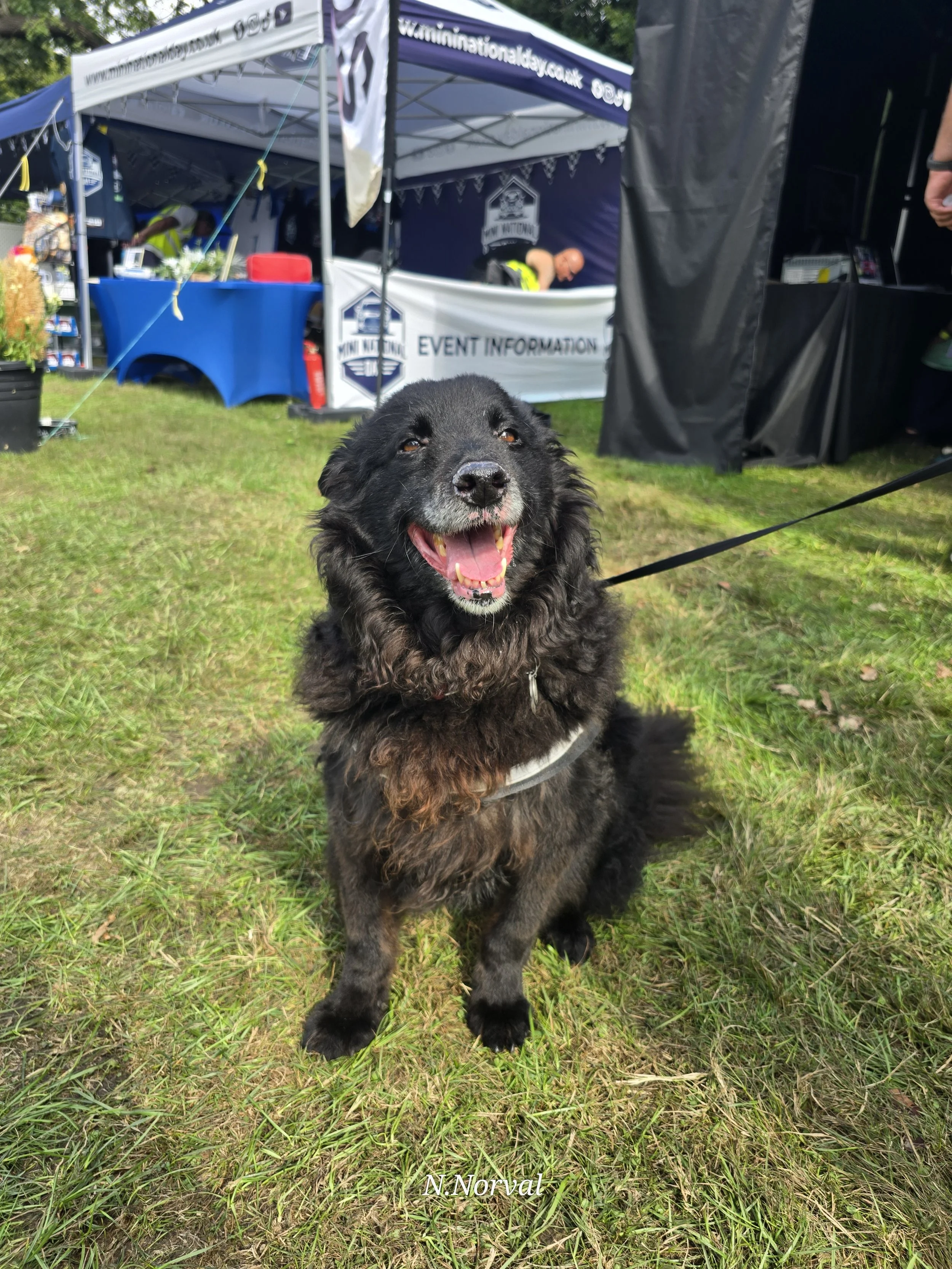 Doggo_s  - 04.jpg