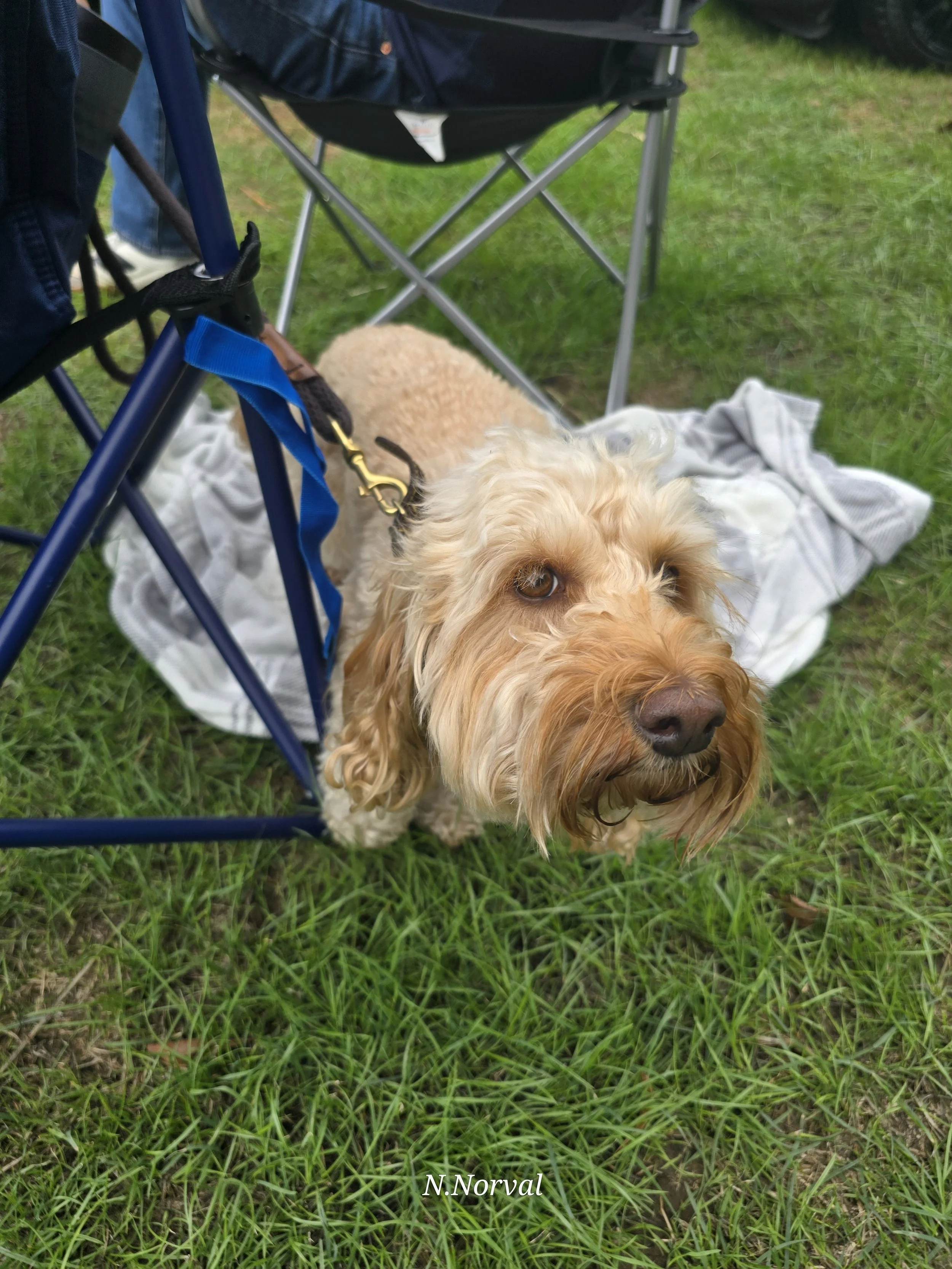 Doggo_s  - 02.jpg