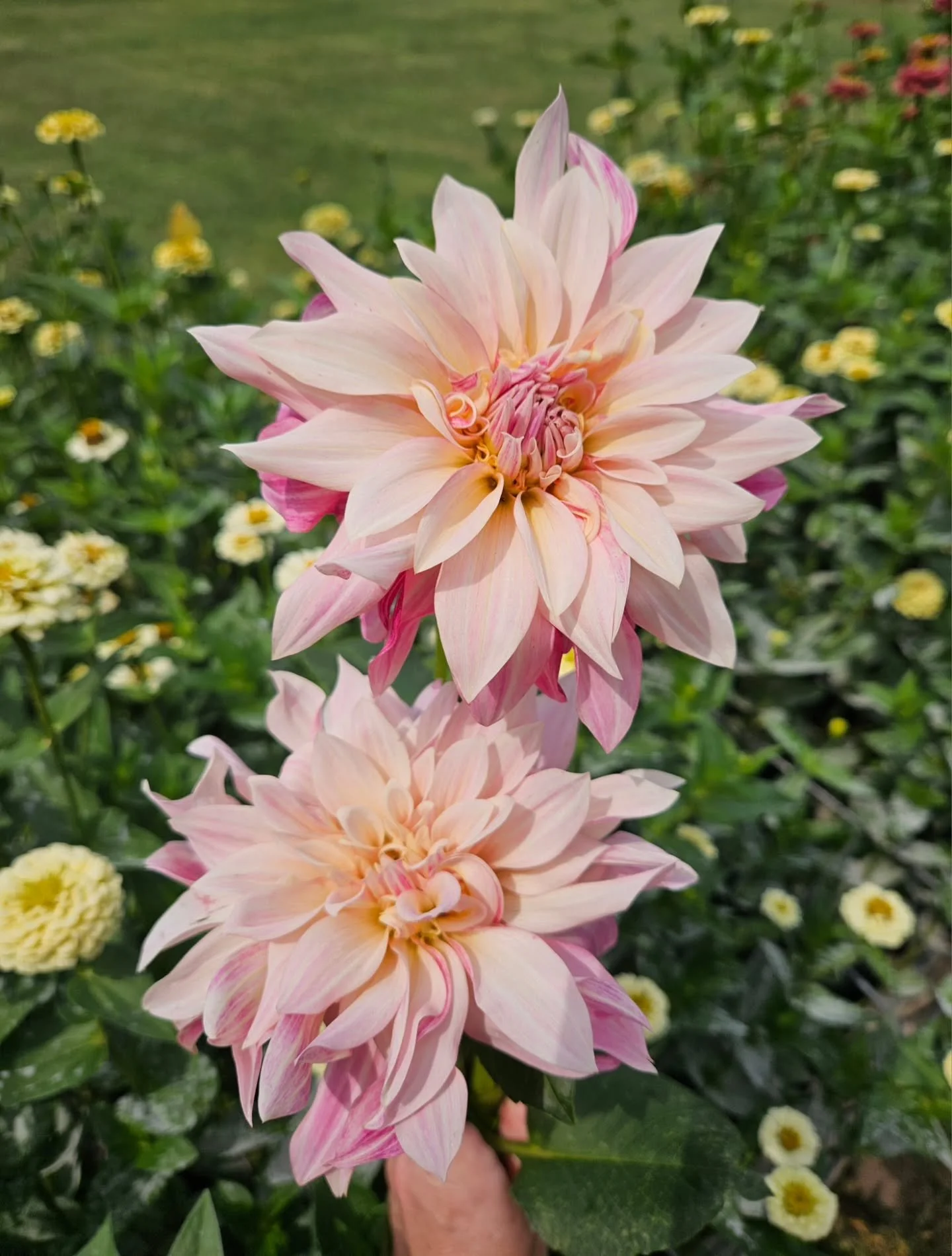 The dahlias are finally showing up and out for September 🌸

After digging the tubers last fall, storing all winter, planting this spring, and tending to the plants all summer as they grew, they have arrived!  It is a long process to get these flower