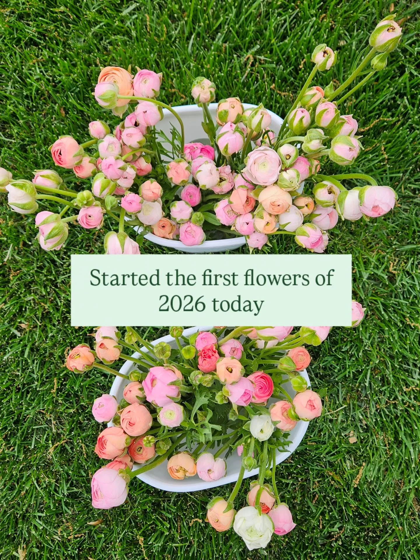 I fell in love with growing ranunculus last year, so here we grow again 💚

If you're intimidated to try this cut flower, I'm here to tell you it's not as hard as you think! Follow along and I'll share how I do it.

For my LGS Bouquet Club members, I