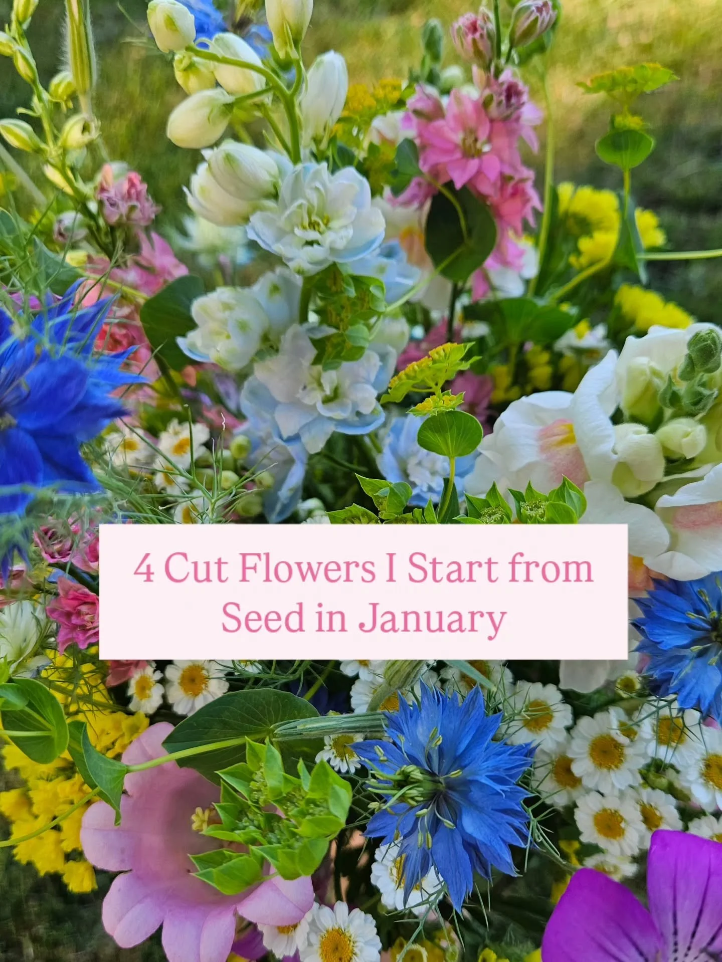 Some cut flowers take a while to grow! Here in Zone 6b, I've started seeds for these four bloom types:

🌸 Delphinium: These beautiful blue blooms are a showstopper in June!

🌸 Eucalyptus: A fragrant filler everyone loves, but it takes it's sweet ti