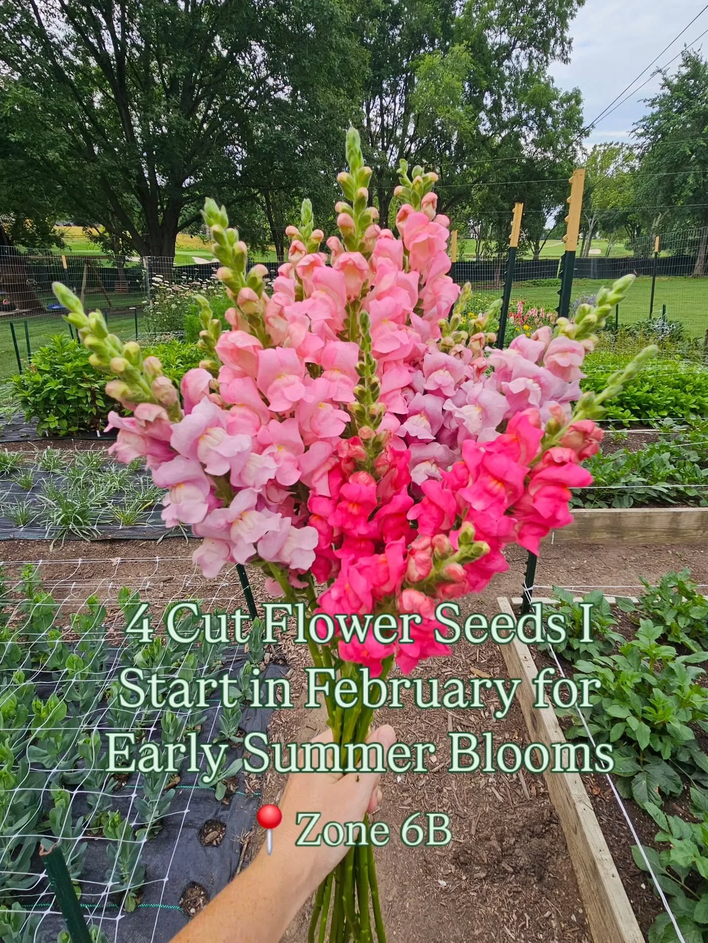 Here's what cut flower seeds I'm starting this month on my flower farm in Zone 6b 💐

🌸 Feverfew: A favorite among clients! This filler flower is a one-cut wonder that arrives in early June. Her daisy shaped florets are whimsical perfection!

🌸 Str
