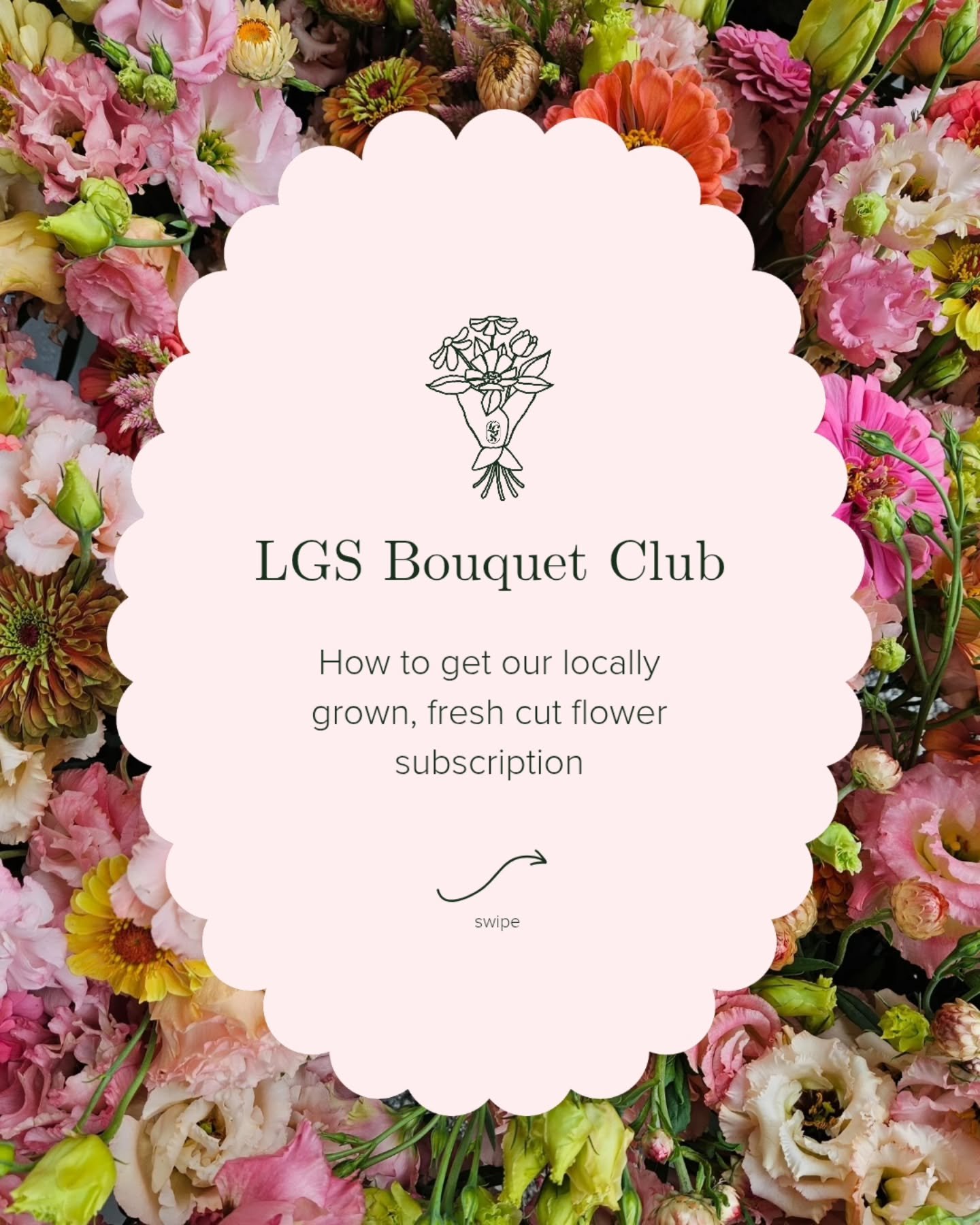 It's almost time for LGS Bouquet Club to begin 💐

If you haven't grabbed a subscription for our Kansas City locally grown fresh flowers, now is the time! Swipe for details ⬅️

If you're ready to sign-up, comment "bouquet" and I'll send you