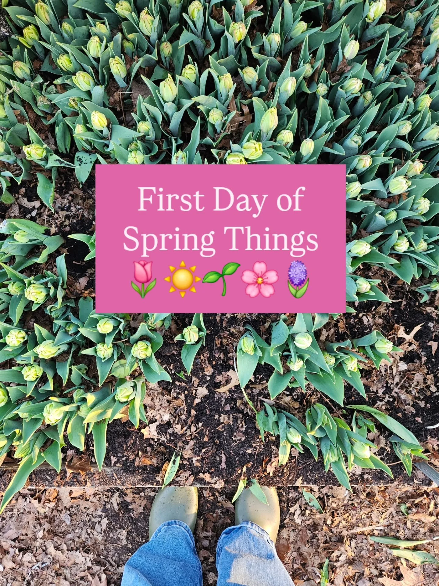 Snaps from the first day of my very favorite season 📸 Spring, I love you. Will you stick around this time?

#lifegardenstyle