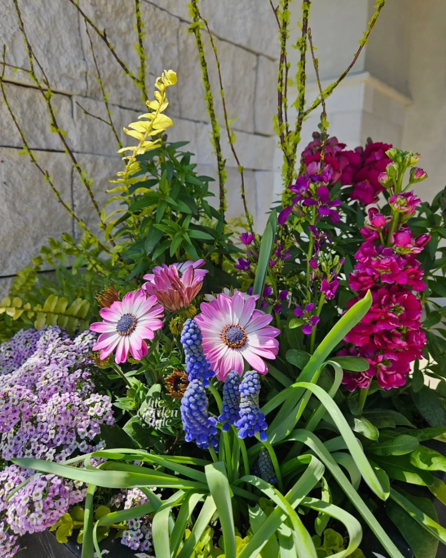 Early spring planters are almost a wrap 🌸 Swipe to see a few of the pretty container plantings LGS created this season ⬅️

#seasonalplanters #springplanters #containergardening #springflowers #professionalcontainergardeners
@digginginassociation