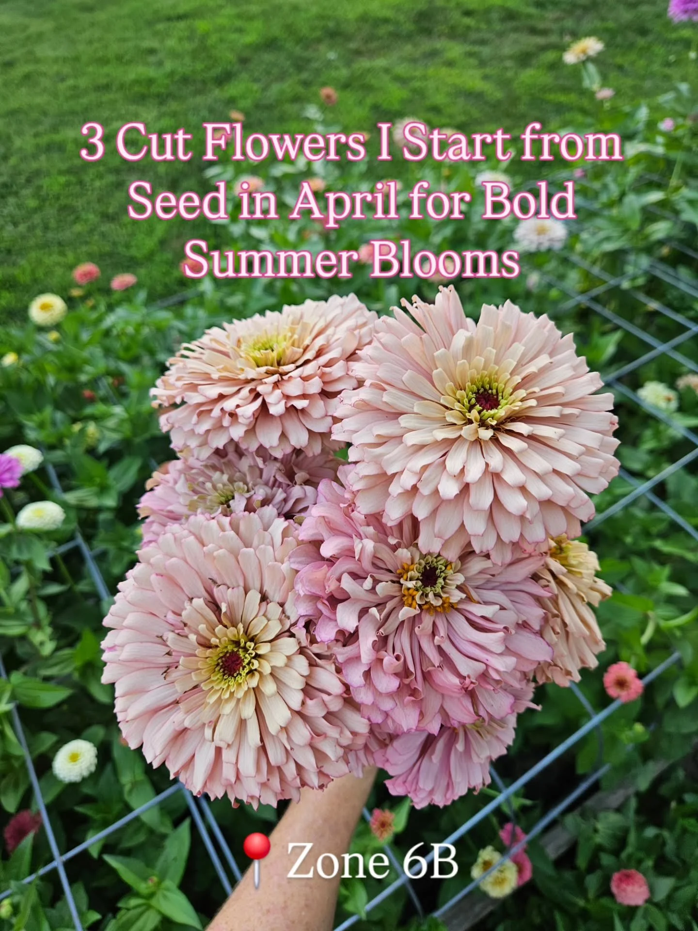 April is when I start seeds for 3 big workhorse flowers in my Zone 6B cut flower plot. These blooms thrive in warm soil, so I start indoors and wait until all threat of frost and freeze are gone before planting them outdoors.

🌸 Zinnia: THE flower t