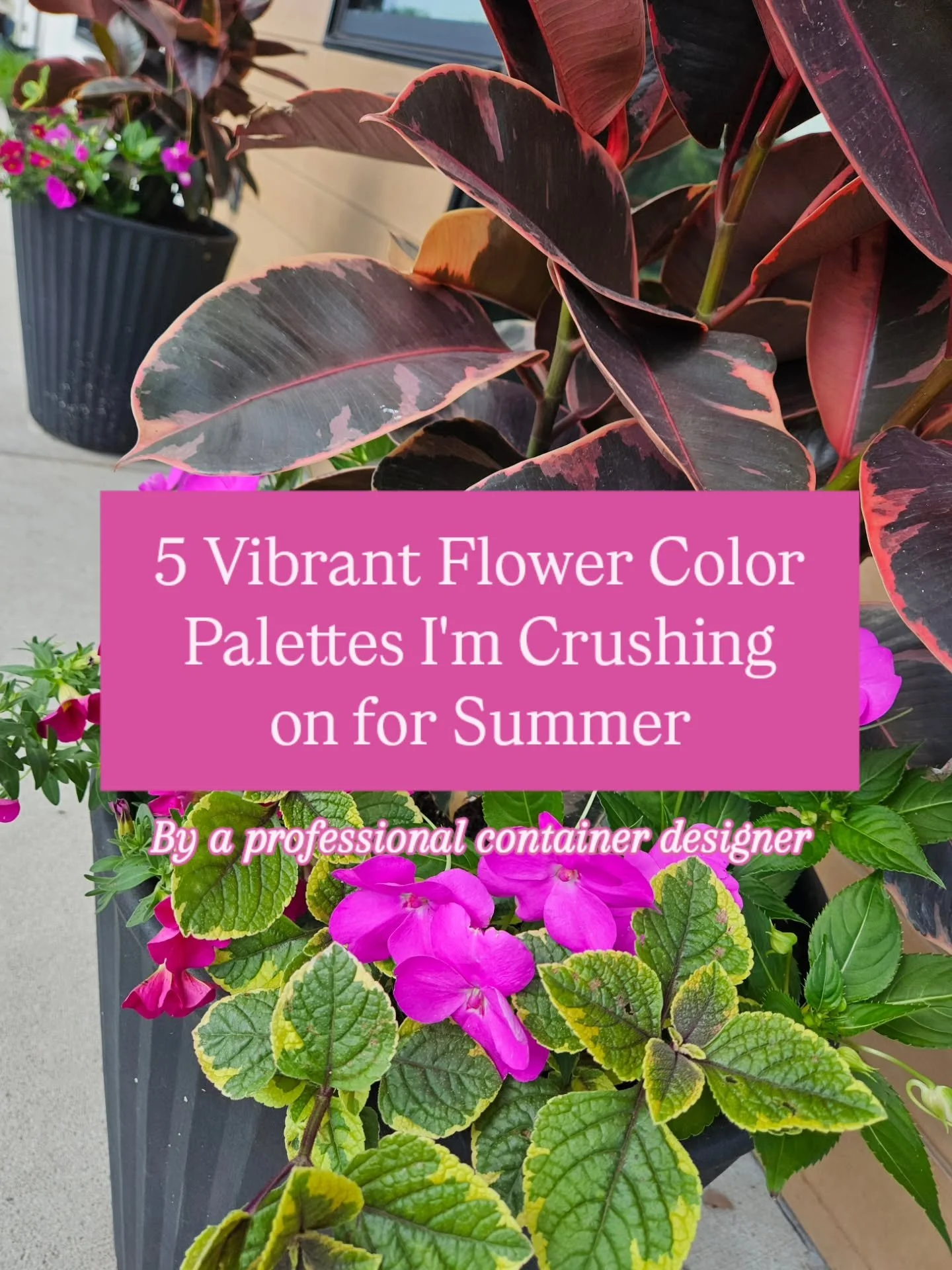Creating color palettes for my seasonal container clients is one of my favorite parts of my job 🎨

I really try to push myself to think outside the box to create unique, special combinations &amp; designs. Swipe for five I'm really enjoying ⬅️

Can 