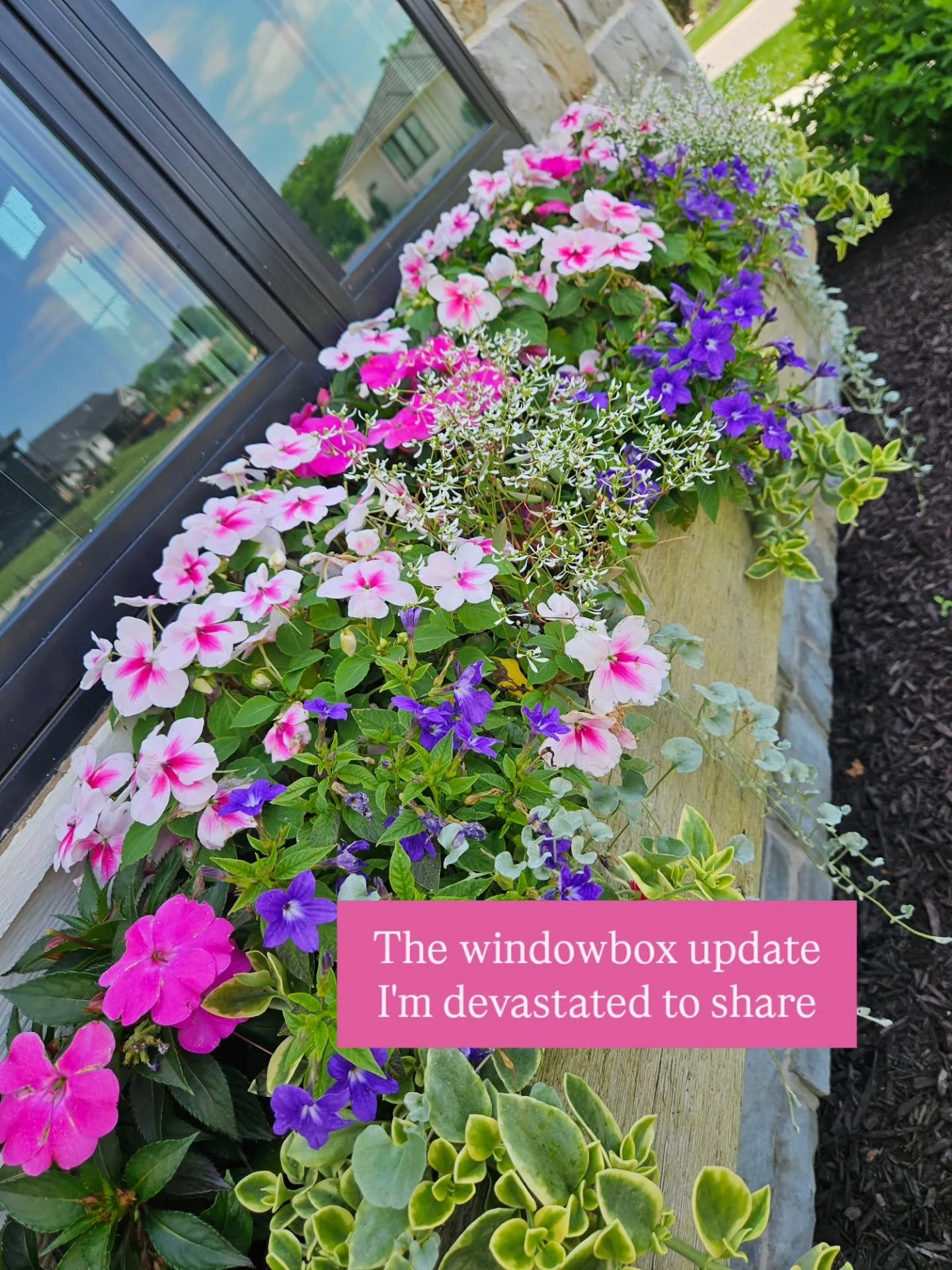 You win some, you lose some 🌸🦌

Newish build home and last year we had zero deer pressure. Welp, they found us this season.😭

Always learning, always growing.

Now, all the deer spray and deterrents are in full force. We'll choose our flower varie