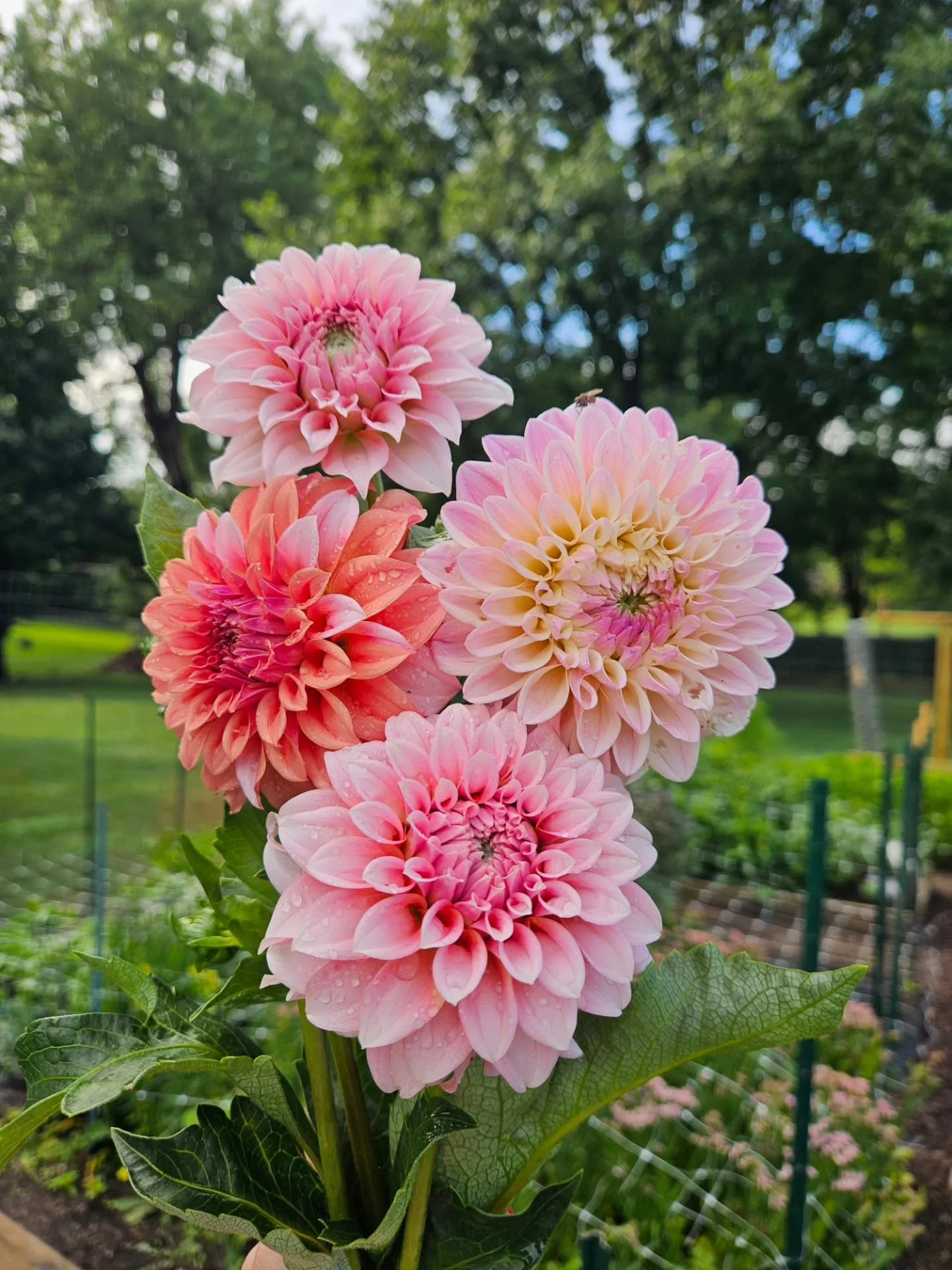 A moment for HER...the queen of summer flowers. The first dahlias of the season 🌸

#lgsbouquetclub #cutflowergrower #microflowerfarm