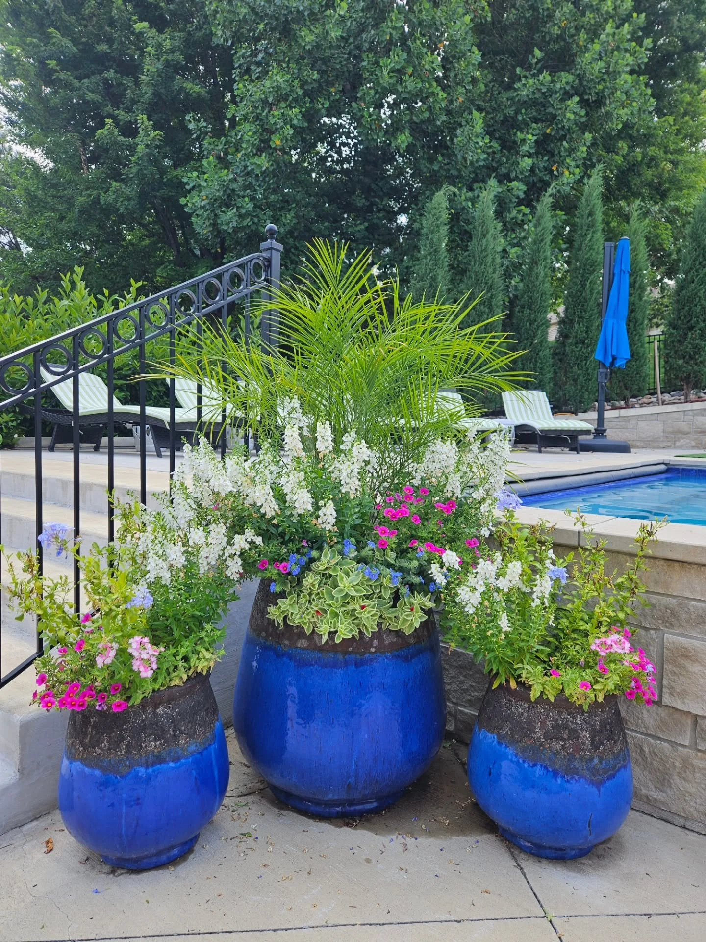 No summertime blues over here 💙

School is starting and yes, I'm placing orders for fall material. BUT, we're still team summer...at least until September. Keep watering, fertilizing and deadheading those summer blooms! They still have a lot of life