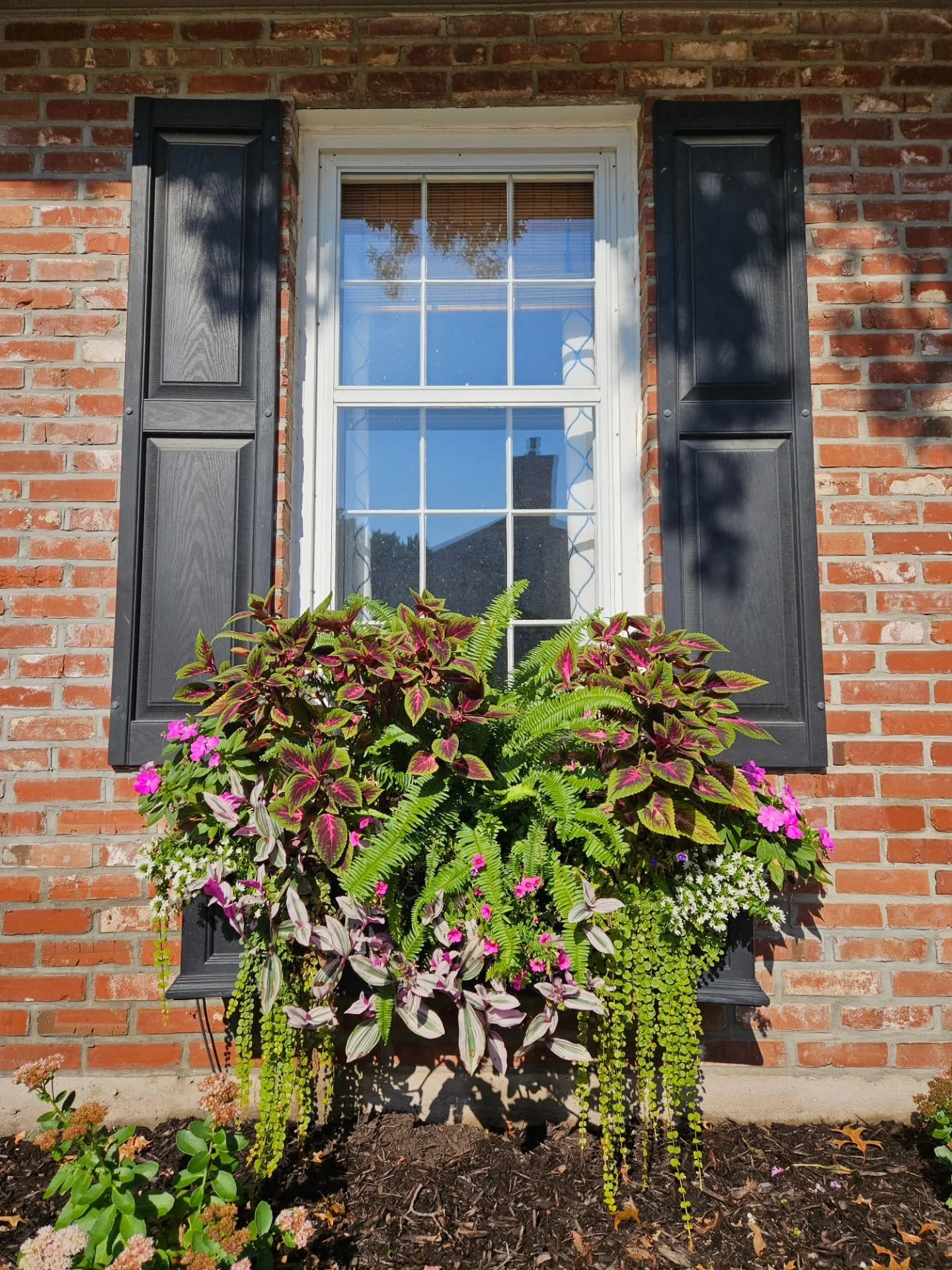August windowboxes looking lush 🌸

This client contacted me last year with the idea to add windowboxes to her colonial style home after being in Boston and getting inspired by all the beautiful planters in Beacon Hill. We're on our second summer wit