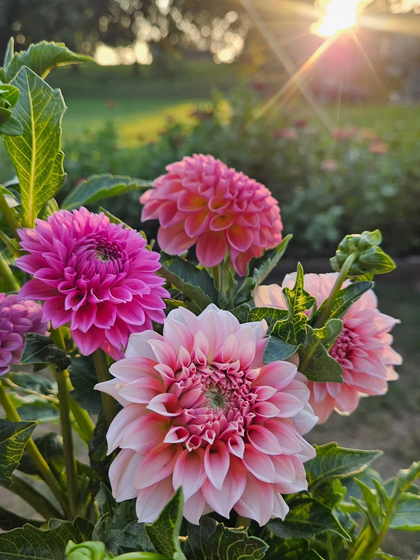 Always fashionably late and always making a statement 😍 Fall's diva is finally showing up and showing off. 

If you've grown dahlias you probably could have guessed which flower I'm talking about by my description. 😂 They are a lot of work, but the