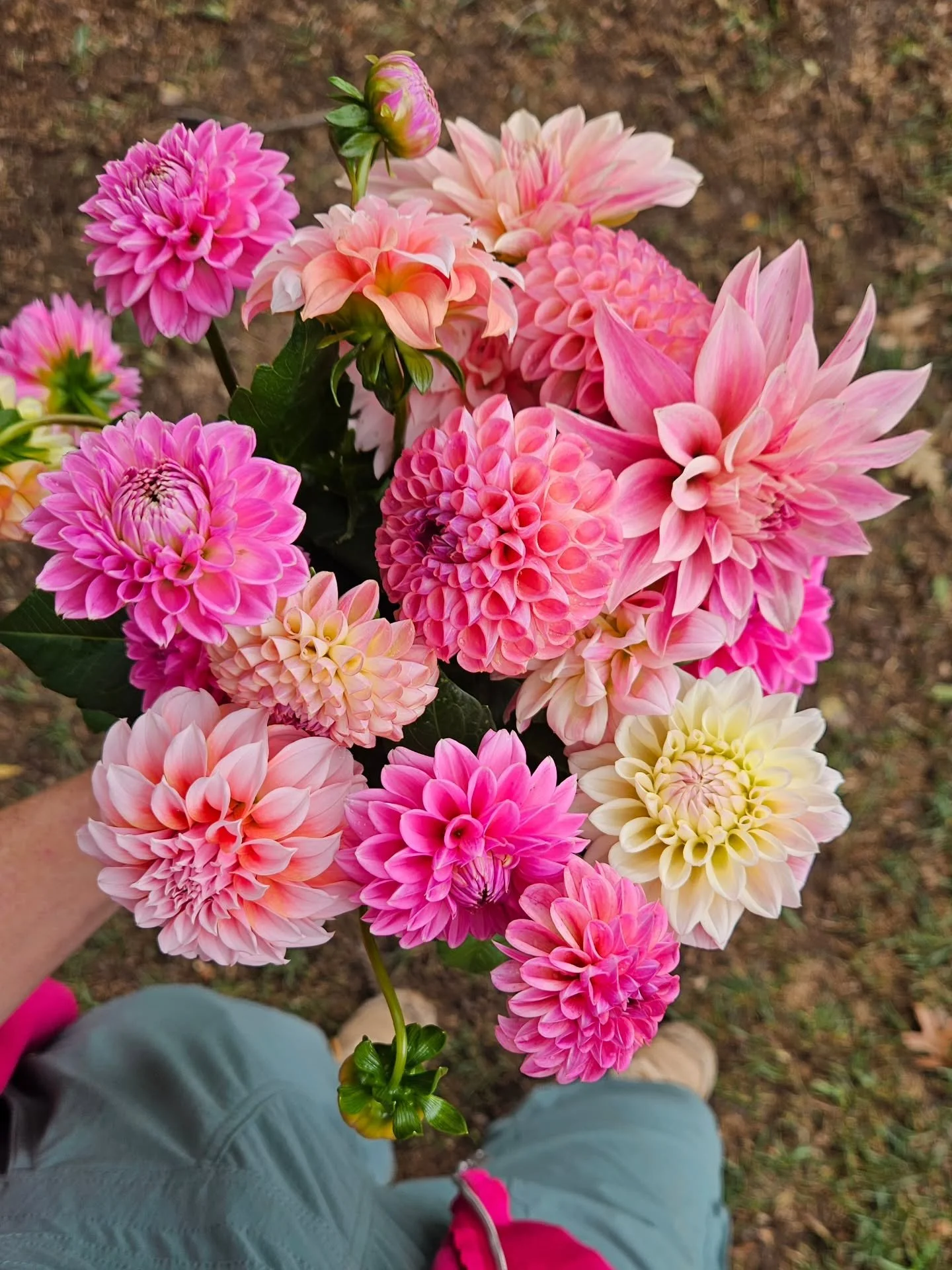 LGS cut flower season 2026 is officially closed 🌸

We had a frost Saturday morning, which (to my surprise) didn't end up killing a thing! Regardless, it's time to close the growing plot for the year. The plants are weary after working hard all seaso