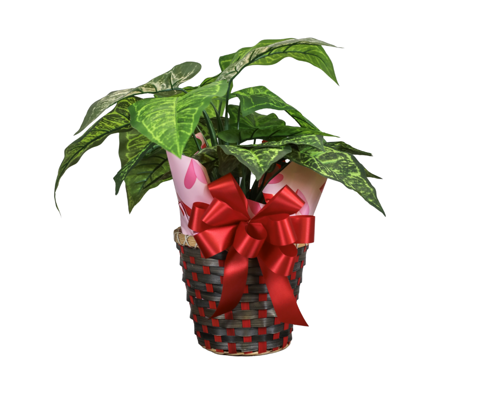 A potted plant with large green leaves and variegated foliage decorated with a red ribbon and bow, placed inside a woven basket.