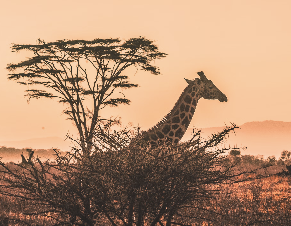 Screen Shot 2024-04-11 at 12.45.49 PM.png