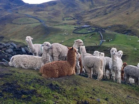 Alpaca_3_large.jpg