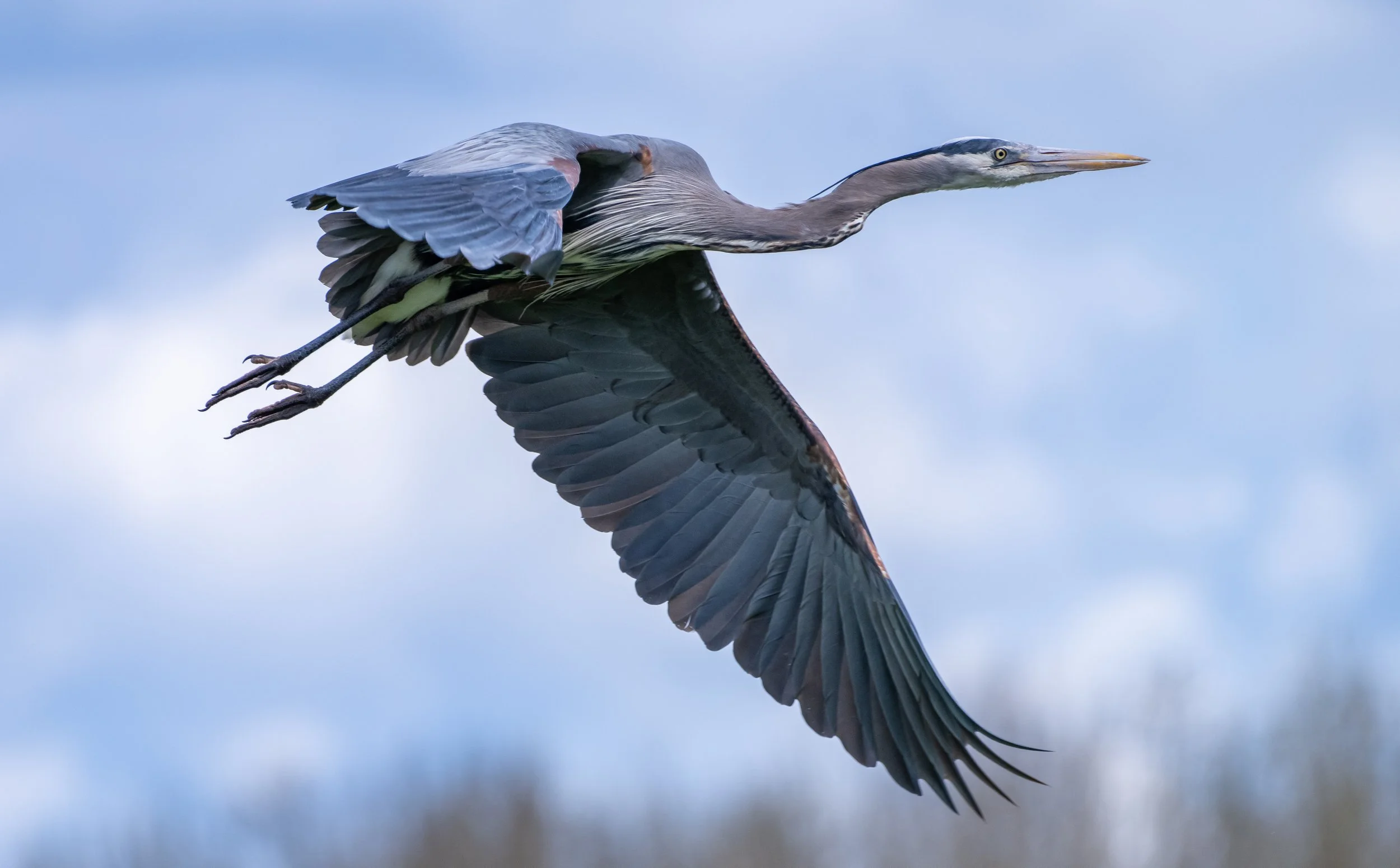 Baskett Slough Wildlife Refuge-177.jpg