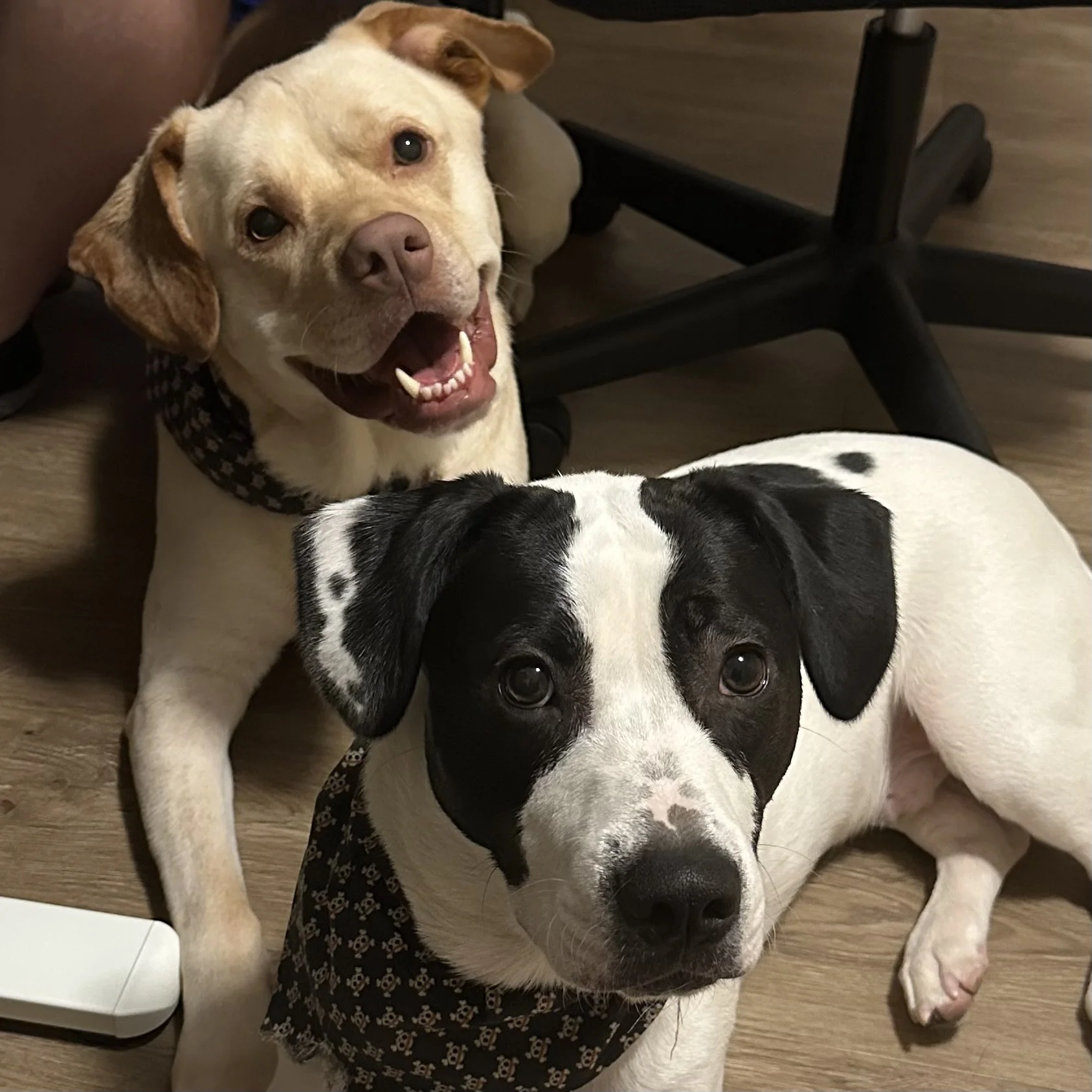 Two dogs, one with a tan and white coat, open mouth, and ears back, and the other with black and white coat, sitting on a wooden floor near a black chair and a person's leg.