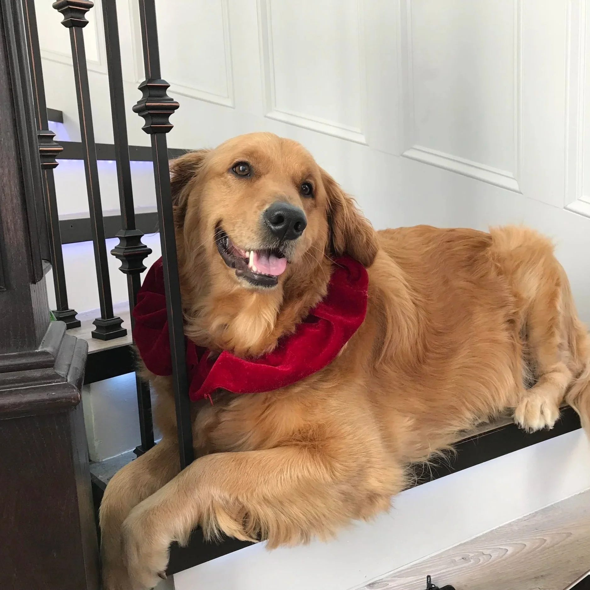 Golden retriever dog lying on a white step, wearing a red bandana, smiling with tongue out, near a staircase with black railing, inside a house with white wall paneling.