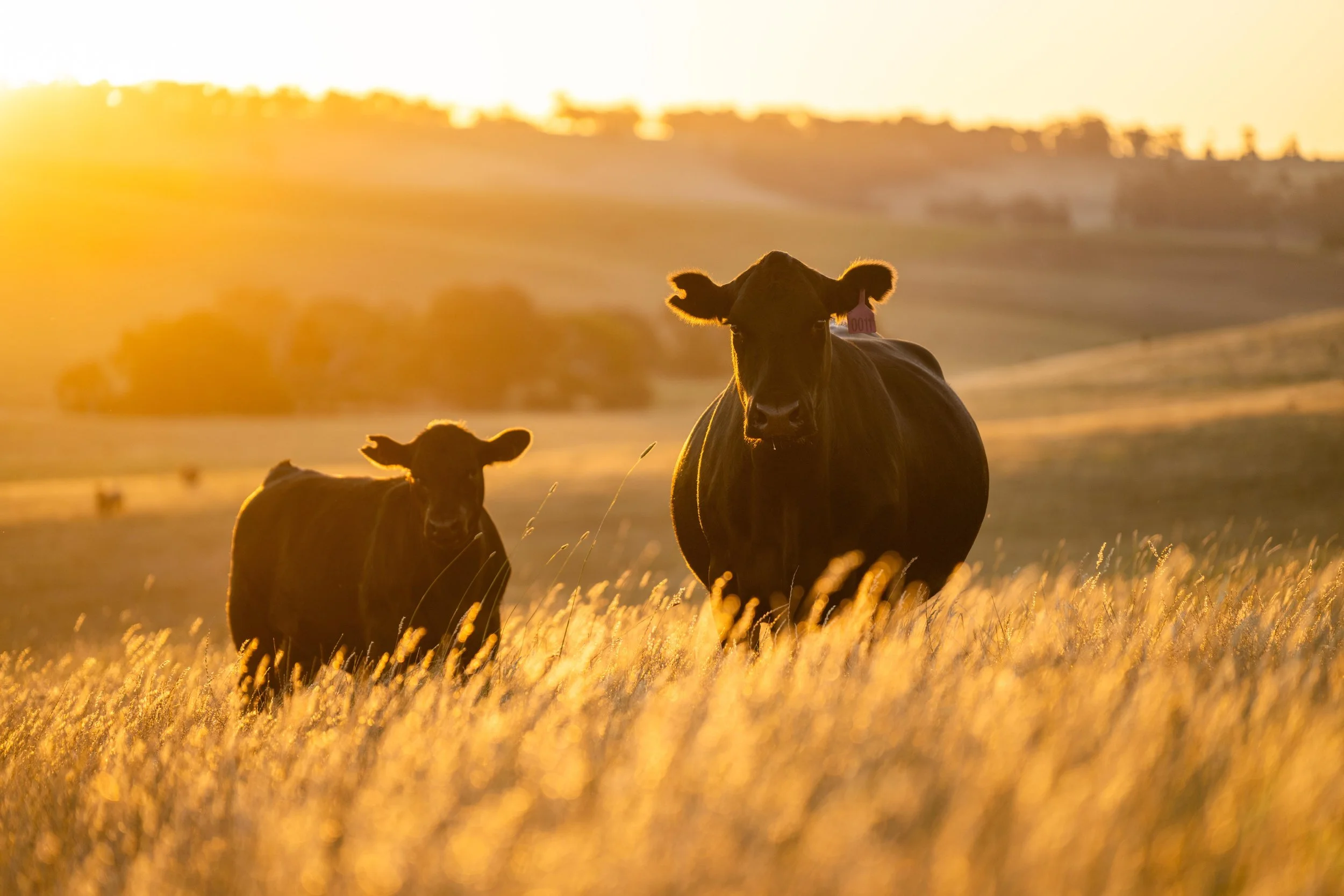 Two cows standing in a field during sunset with golden light and tall grass in the foreground.