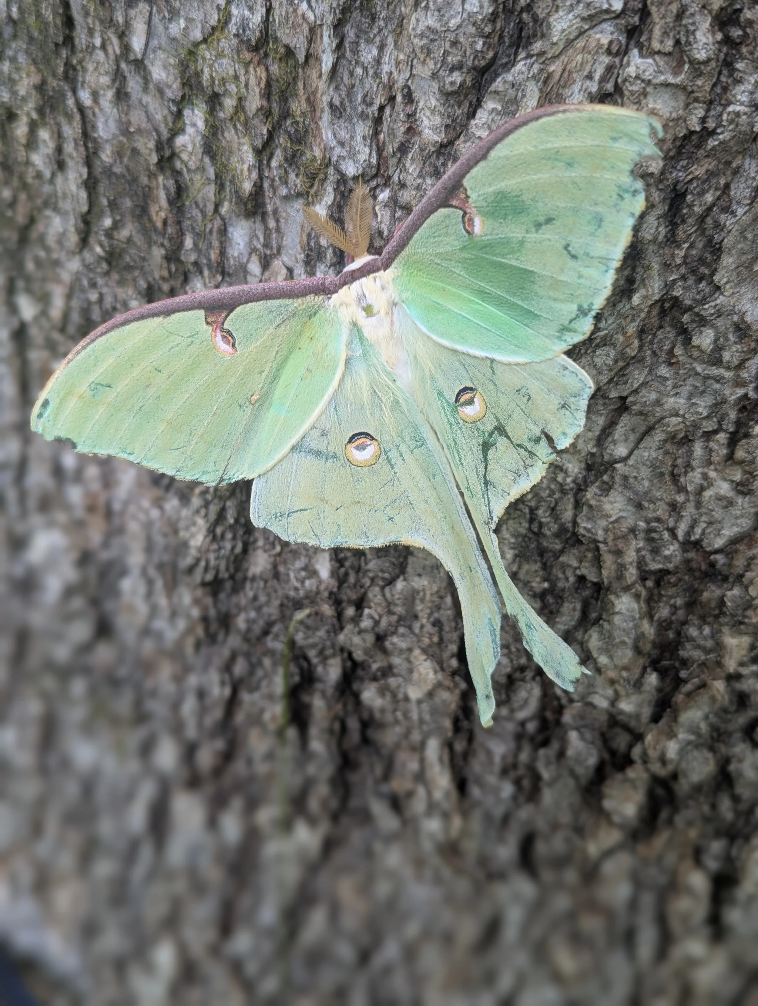 iT’S NICE TO MEET YOU luna 