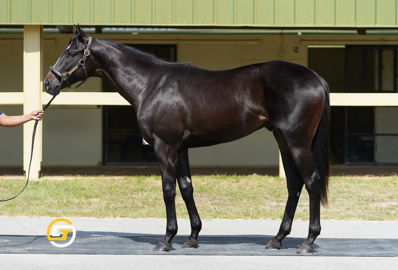 This THOUSAND WORDS colt speaks for himself! 🤩 HIP 232 - He&rsquo;s out of a Sky Mesa mare SUMMER OF JOY &amp; breezed an easy 10 flat!
