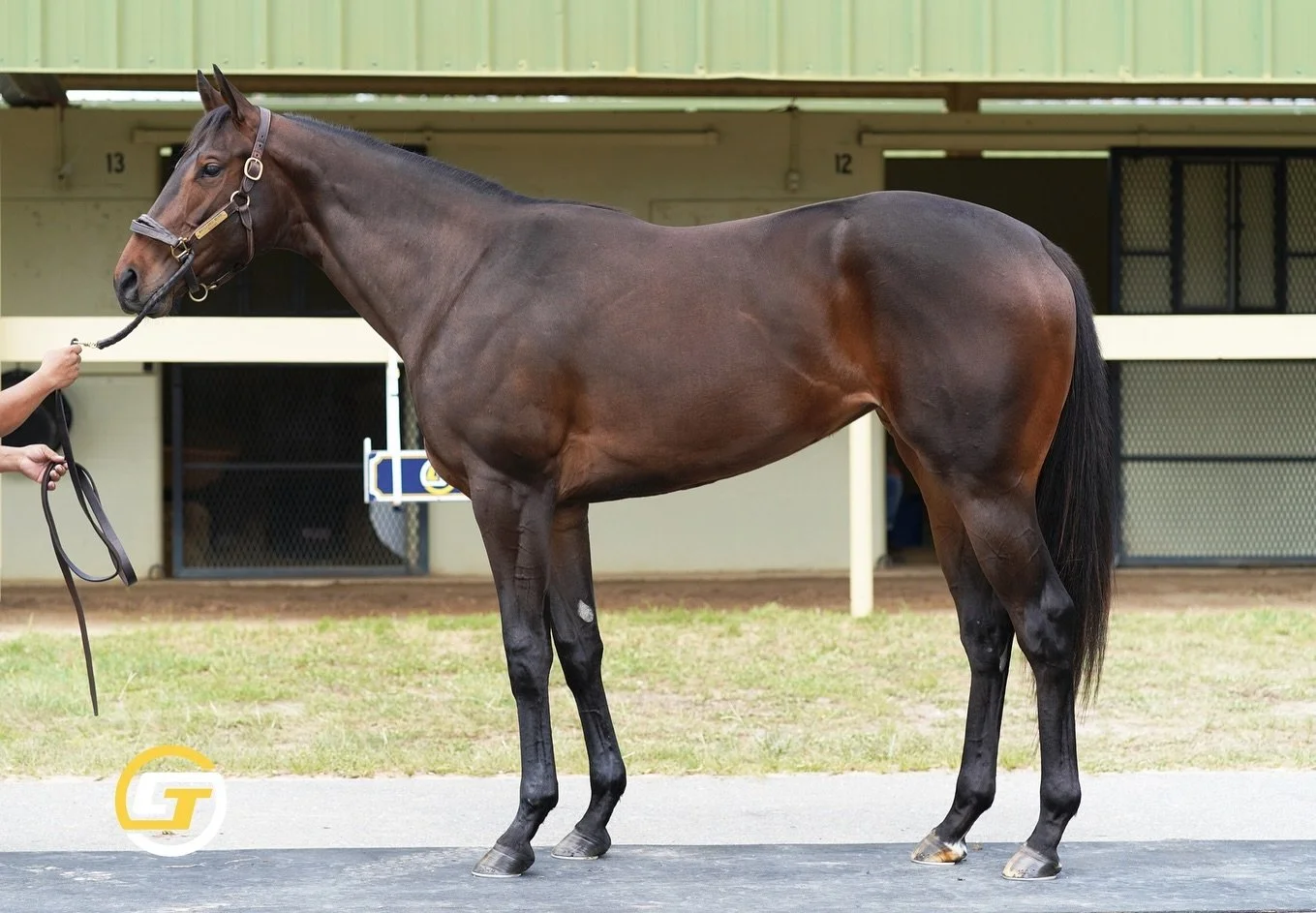 🎶 Maclean&rsquo;s Music filly HIP 129 selling today! Get your last looks before she hits the ring! 🎶