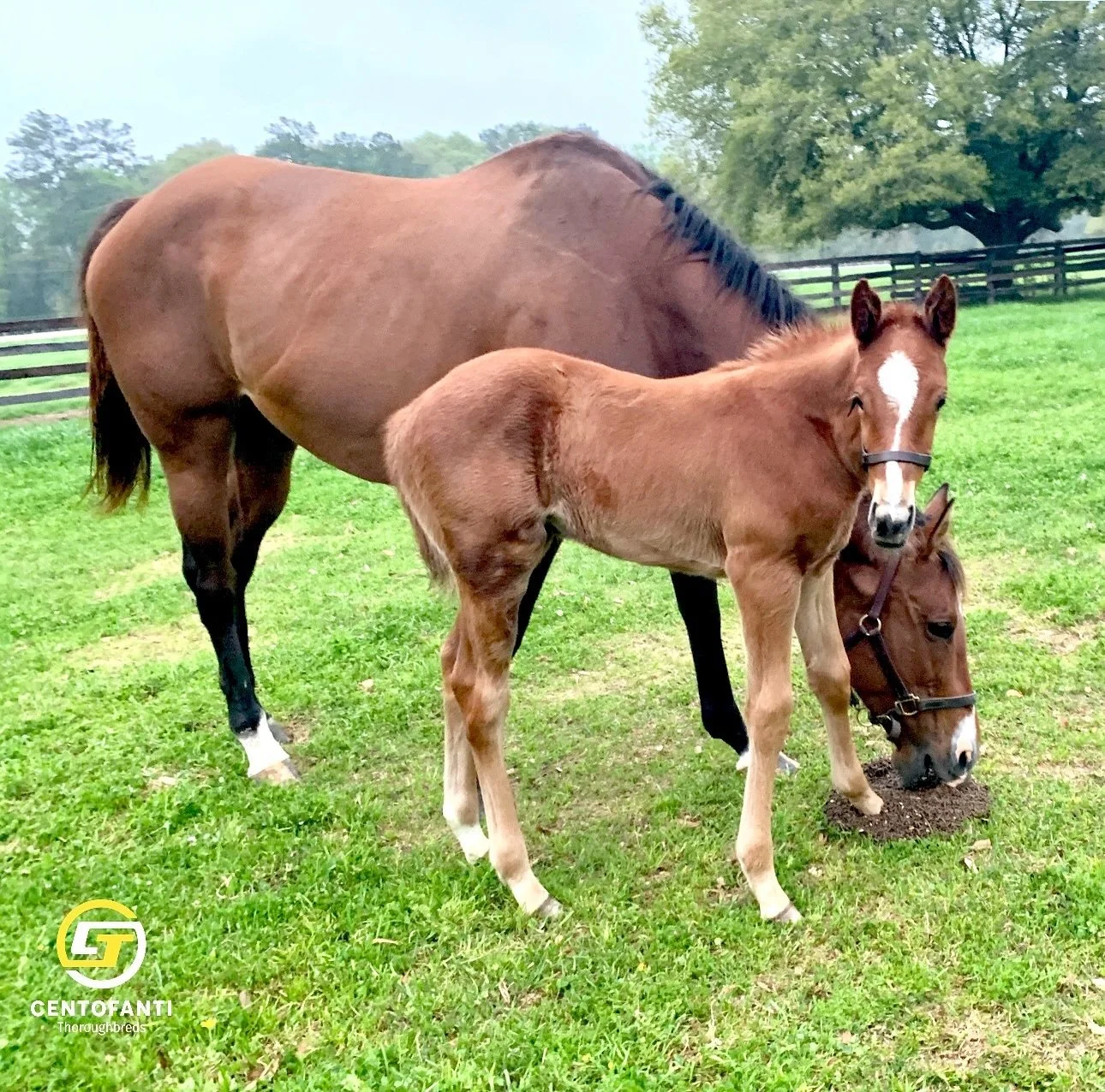 From heartbeats to hoof prints, a mother&rsquo;s love knows no bounds. Happy Mother&rsquo;s Day to all Moms - humans and horses🐴🌷🫶🏼

#mothersday #horseracing #horses #horse #horsesofinstagram #thoroughbred #racehorse #jockey #horseracingtips #equ