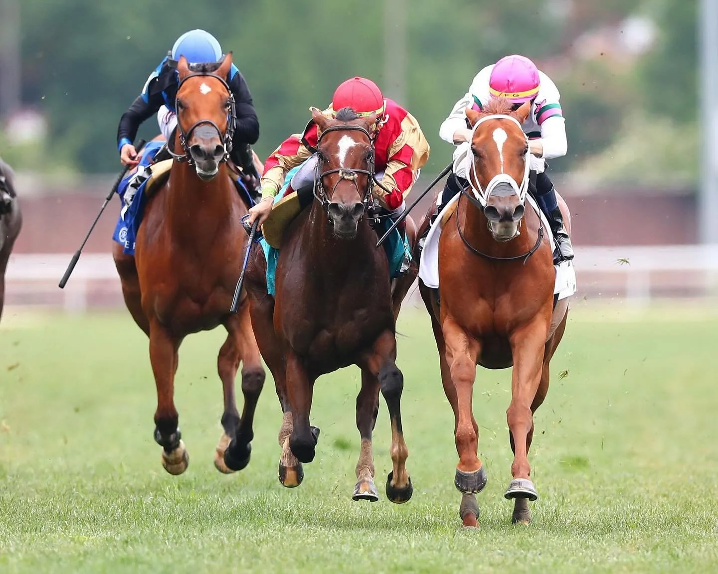 Centofanti Grad OVA CHARGED (Star Guitar) had her fifth consecutive win &amp; first Graded Stakes win today!!! Congratulations to all of the connections! 

#thoroughbred #thoroughbredsofinstagram #thoroughbredracing #horseracing
