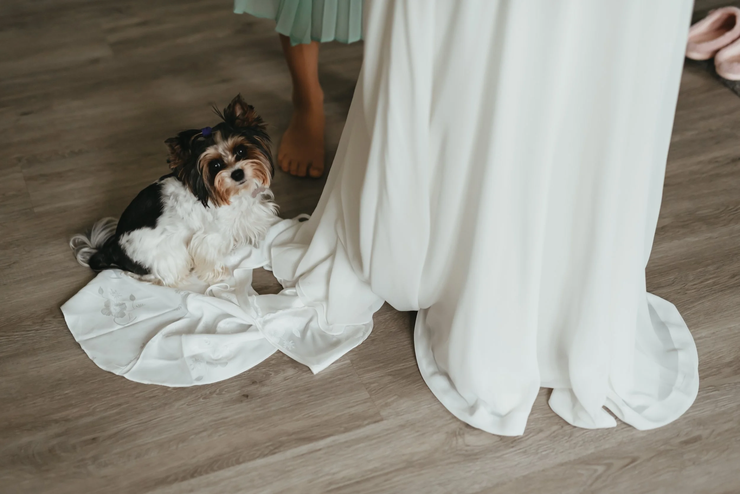 Small dog sitting on a white dress train indoors.