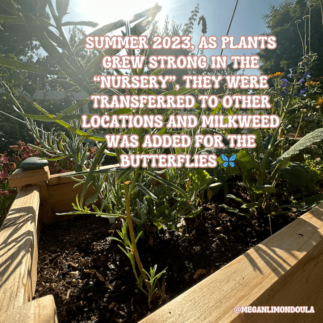 raised garden bed sunshine plants butterflies