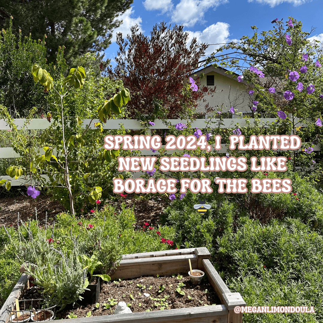 garden bed outside borage for bees planting