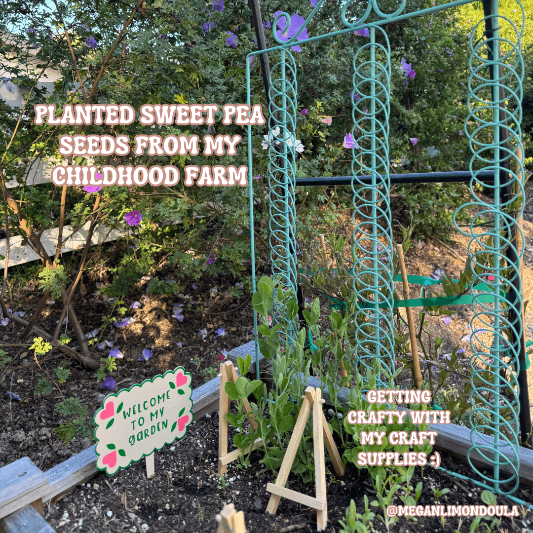 growing sweet peas plants in garden bed