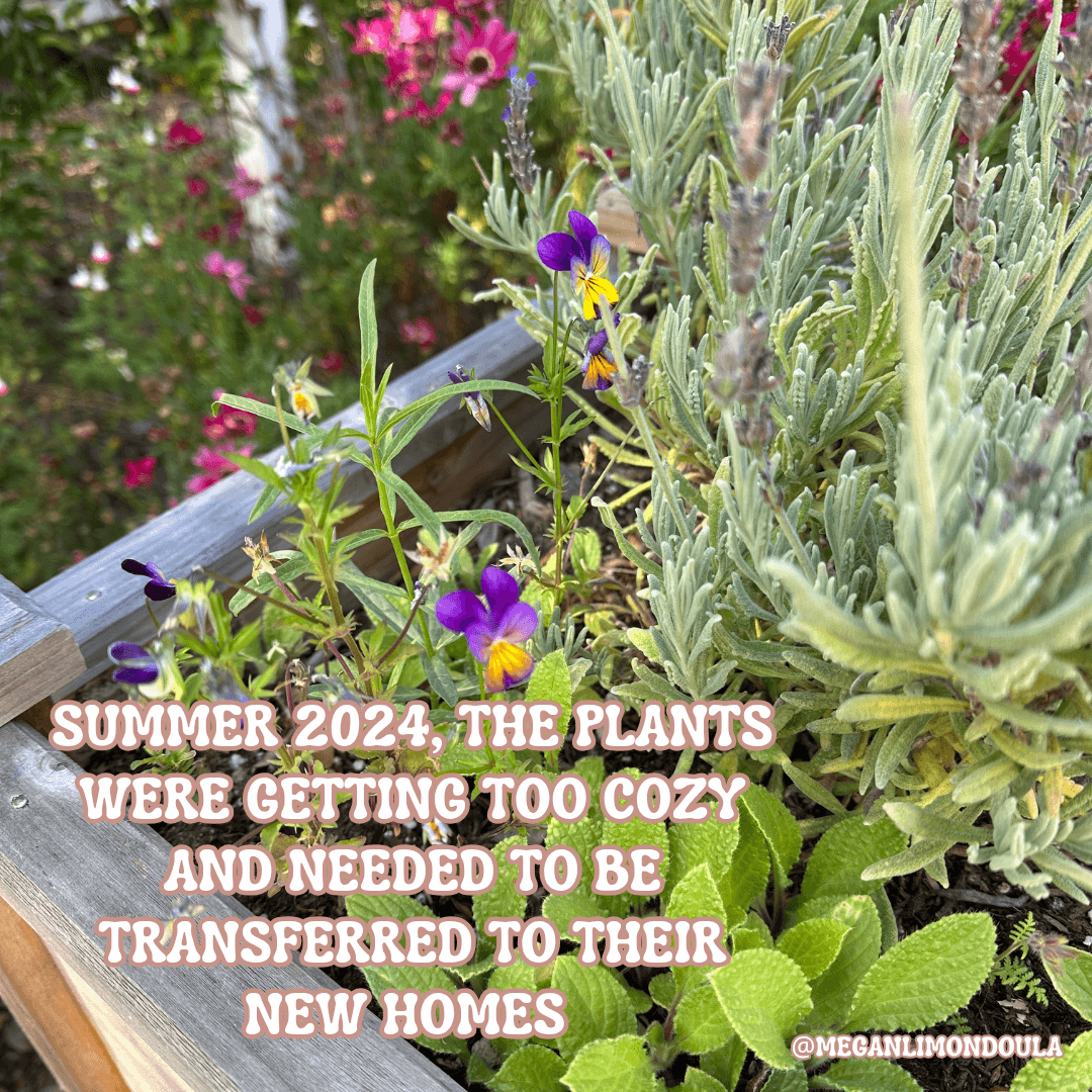 lavender Johnny jump up plants in raised garden bed