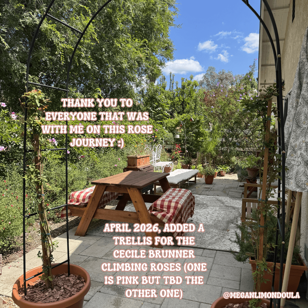 garden trellis clouds sky rose bushes